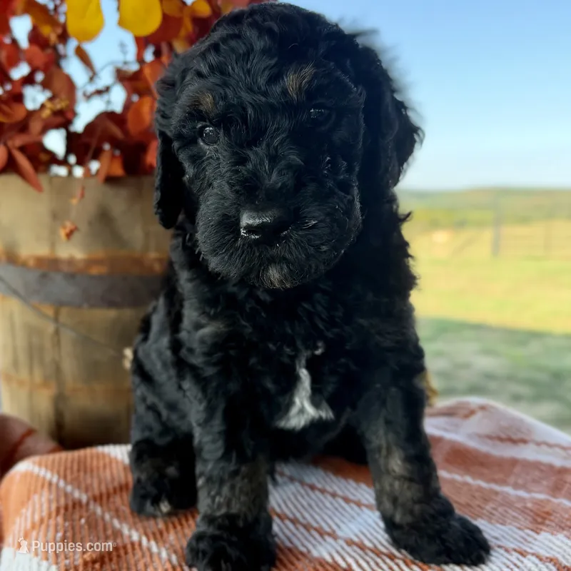 Splash – Goldendoodle puppy for sale in Wyandotte, OK