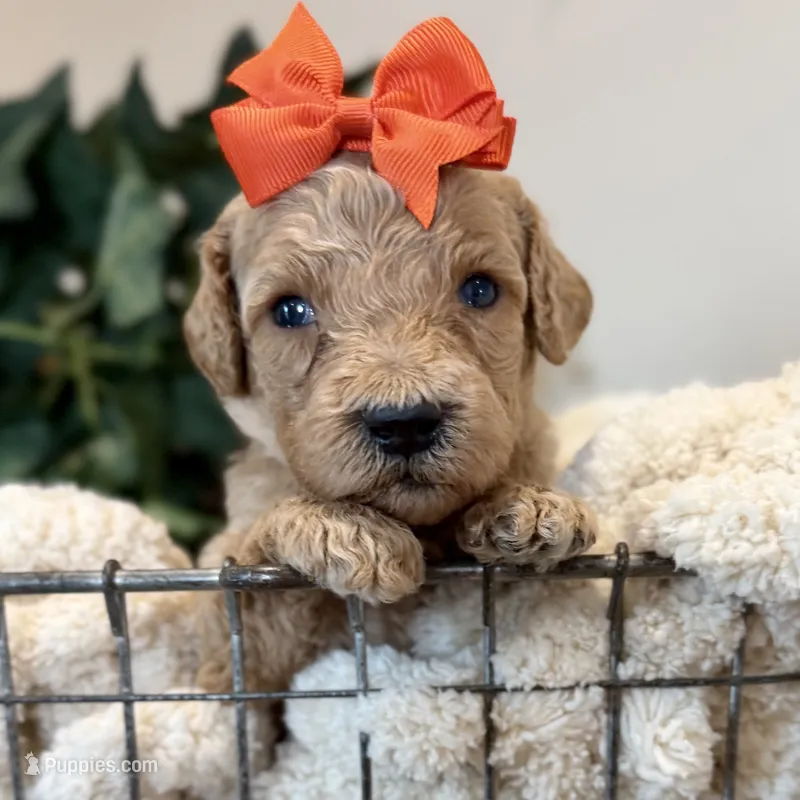 Marina – Goldendoodle puppy for sale in Wyandotte, OK