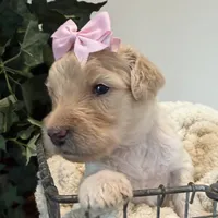 Coral, a female Goldendoodle for sale in Wyandotte, OK – 2 of 2