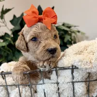 Marina, a female Goldendoodle for sale in Wyandotte, OK – 3 of 3