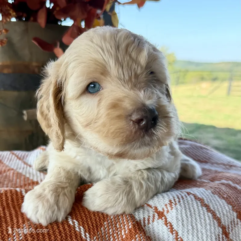 Sunny – Goldendoodle puppy for sale in Wyandotte, OK