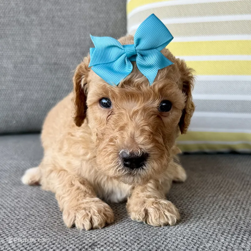 Shell – Goldendoodle puppy for sale in Wyandotte, OK