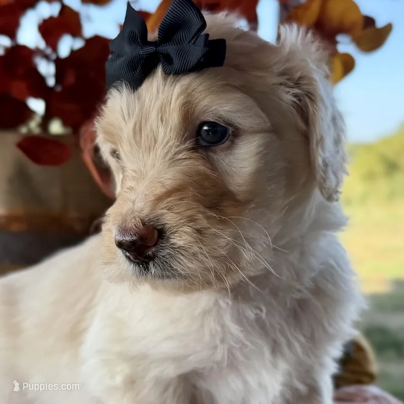 Coral – Goldendoodle puppy for sale in Wyandotte, OK