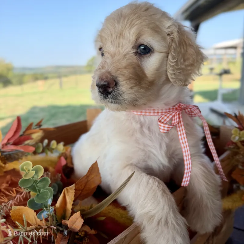 Coral – Goldendoodle puppy for sale in Wyandotte, OK