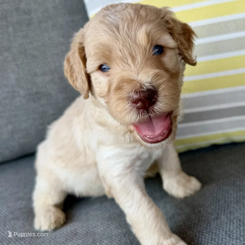 Sunny – Goldendoodle puppy for sale in Wyandotte, OK