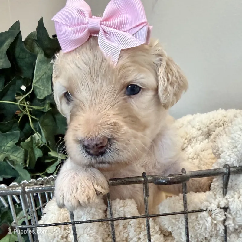 Coral – Goldendoodle puppy for sale in Wyandotte, OK