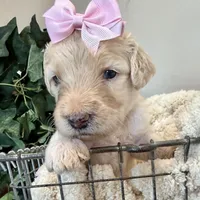 Coral, a female Goldendoodle for sale in Wyandotte, OK – 1 of 2