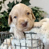 Sunny, a male Goldendoodle for sale in Wyandotte, OK – 2 of 3