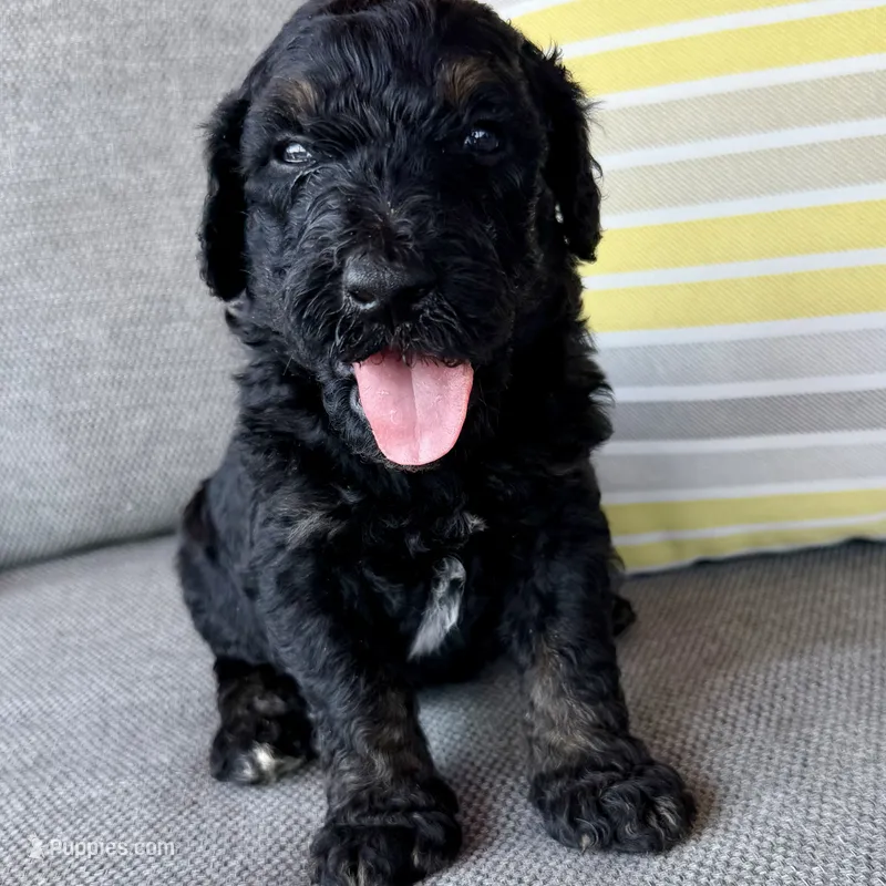 Splash – Goldendoodle puppy for sale in Wyandotte, OK