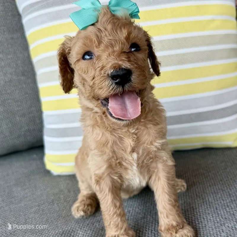 Marina – Goldendoodle puppy for sale in Wyandotte, OK