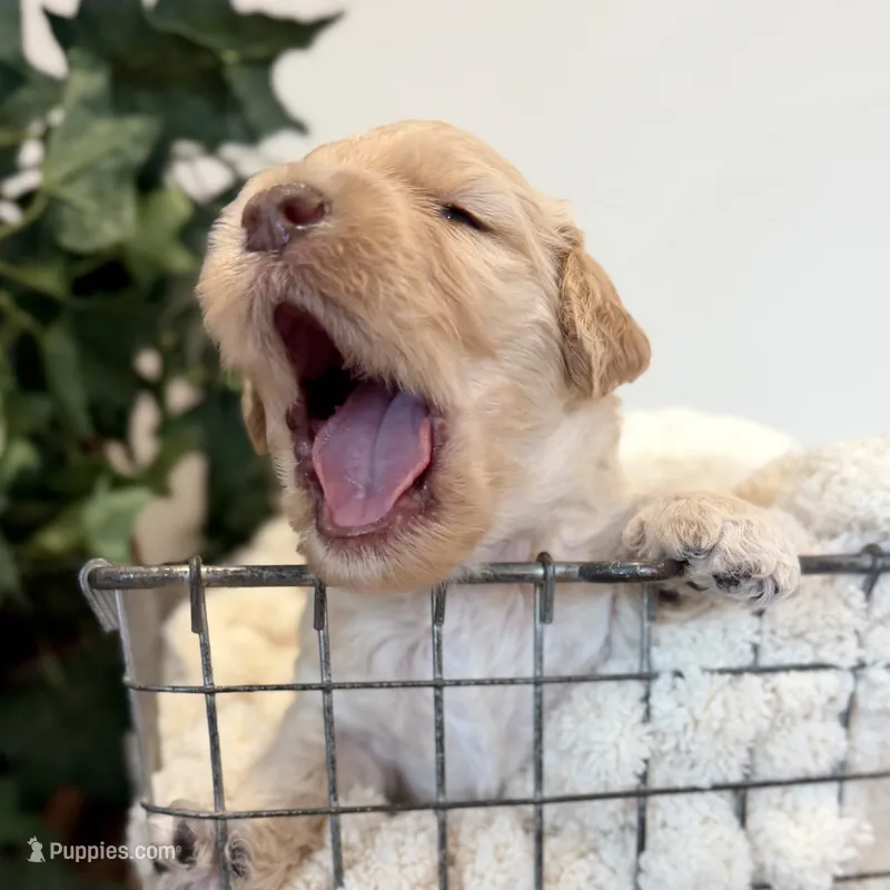 Sunny – Goldendoodle puppy for sale in Wyandotte, OK