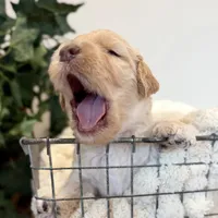 Sunny, a male Goldendoodle for sale in Wyandotte, OK – 1 of 3