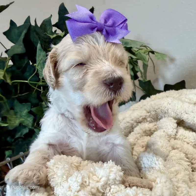 Summer – Goldendoodle puppy for sale in Wyandotte, OK