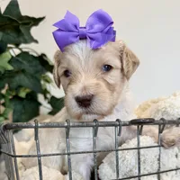 Summer, a female Goldendoodle for sale in Wyandotte, OK – 2 of 3