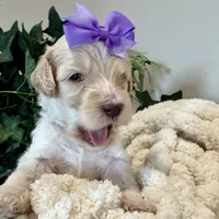 Summer, a female Goldendoodle for sale in Wyandotte, OK – 3 of 3
