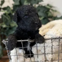 Splash, a male Goldendoodle for sale in Wyandotte, OK – 2 of 2