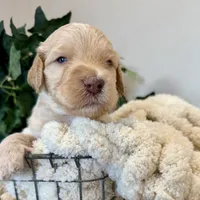 Sunny, a male Goldendoodle for sale in Wyandotte, OK – 3 of 3