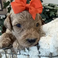Marina, a female Goldendoodle for sale in Wyandotte, OK – 2 of 3
