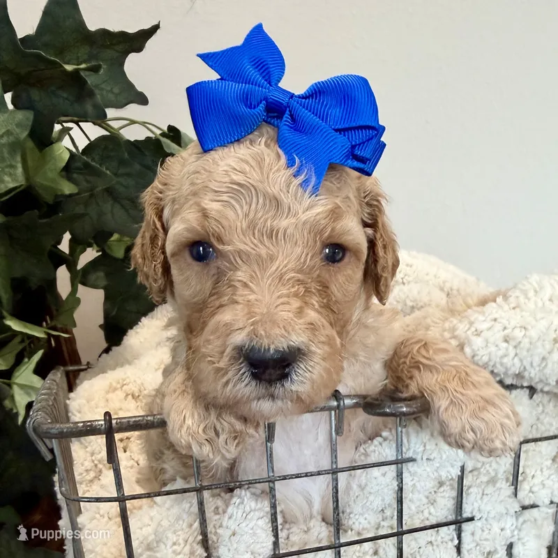 Shell – Goldendoodle puppy for sale in Wyandotte, OK