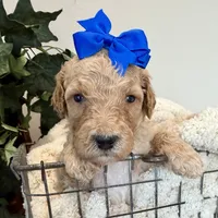 Shell, a female Goldendoodle for sale in Wyandotte, OK – 1 of 3