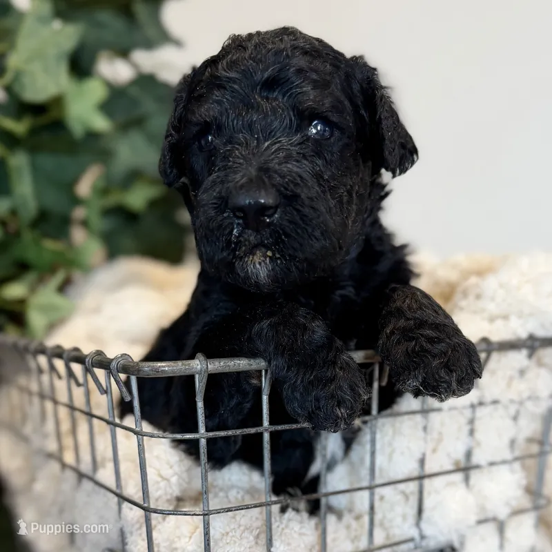 Splash – Goldendoodle puppy for sale in Wyandotte, OK