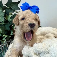 Shell, a female Goldendoodle for sale in Wyandotte, OK – 2 of 3