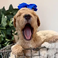 Shell, a female Goldendoodle for sale in Wyandotte, OK – 3 of 3