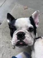 Daisy, a female French Bulldog for sale in Council Bluffs, IA – 2 of 7