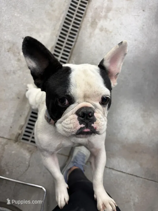 Daisy – French Bulldog puppy for sale in Council Bluffs, IA
