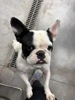 Daisy, a female French Bulldog for sale in Council Bluffs, IA – 1 of 7