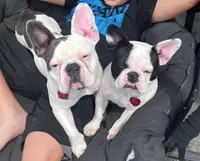 Daisy, a female French Bulldog for sale in Council Bluffs, IA – 3 of 7