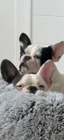 Daisy, a female French Bulldog for sale in Council Bluffs, IA – 6 of 7