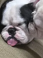 Daisy, a female French Bulldog for sale in Council Bluffs, IA – 4 of 7