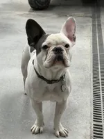 Duke, a male French Bulldog for sale in Council Bluffs, IA – 1 of 8
