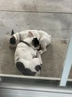 Duke, a male French Bulldog for sale in Council Bluffs, IA – 6 of 8