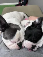 Duke, a male French Bulldog for sale in Council Bluffs, IA – 8 of 8