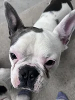 Duke, a male French Bulldog for sale in Council Bluffs, IA – 3 of 8