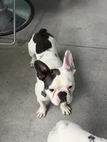 Duke, a male French Bulldog for sale in Council Bluffs, IA – 2 of 8