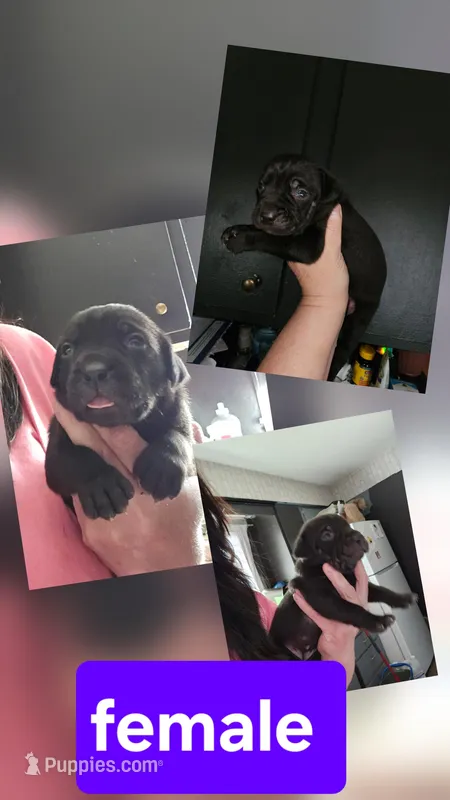 Female 4 – Cane Corso puppy for sale in Lansing, MI