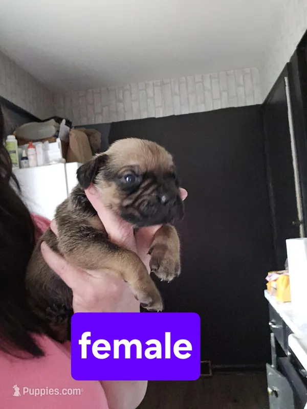 Female 8 – Cane Corso puppy for sale in Lansing, MI