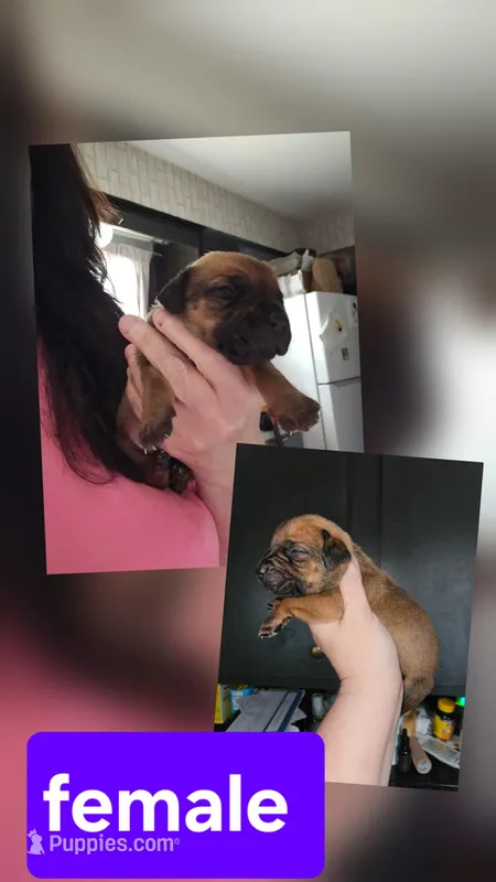 Female 5 – Cane Corso puppy for sale in Lansing, MI