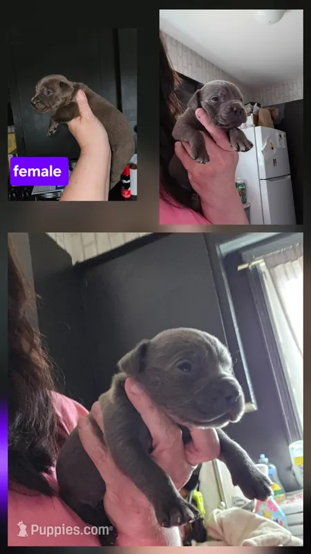 Female 3 – Cane Corso puppy for sale in Lansing, MI