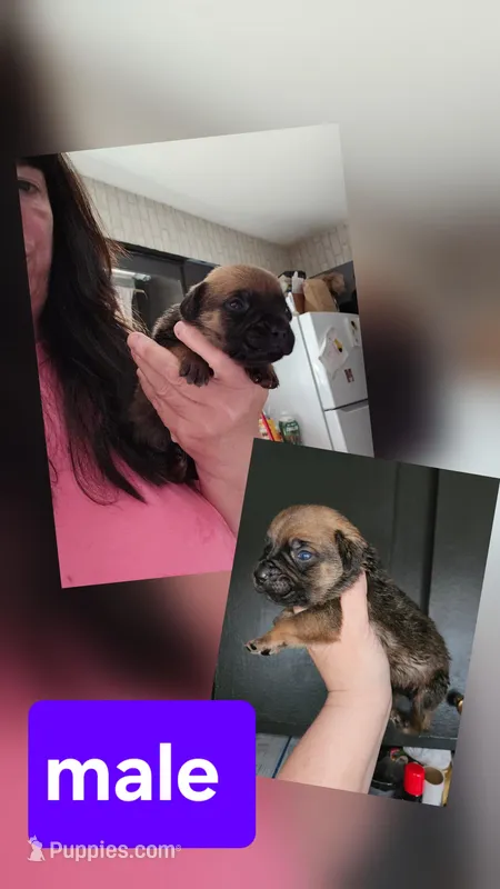 Cane corso  – Cane Corso puppy for sale in Lansing, MI