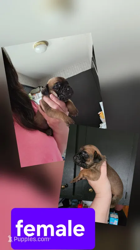 Female 6  – Cane Corso puppy for sale in Lansing, MI