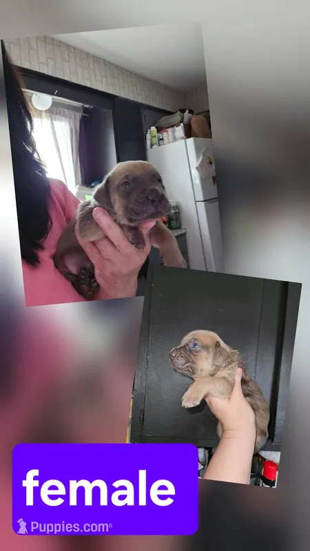 Female 6 – Cane Corso puppy for sale in Lansing, MI