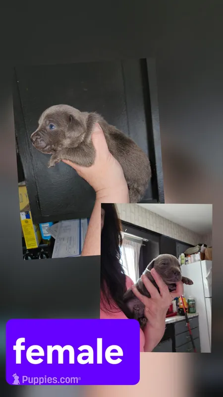 Female 2 – Cane Corso puppy for sale in Lansing, MI