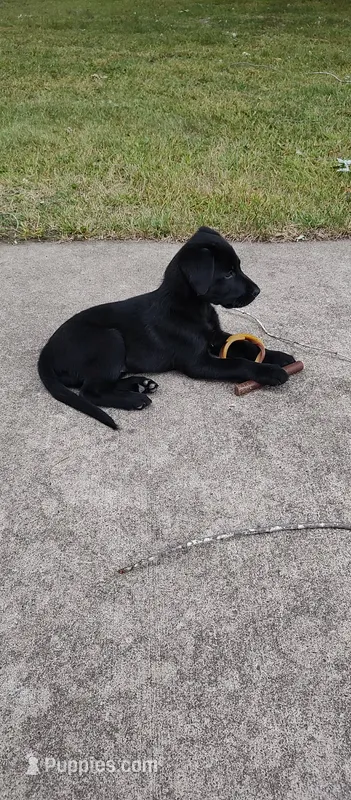 Panda – German Shepherd Dog, Golden Retriever puppy for sale in Tracy, MN