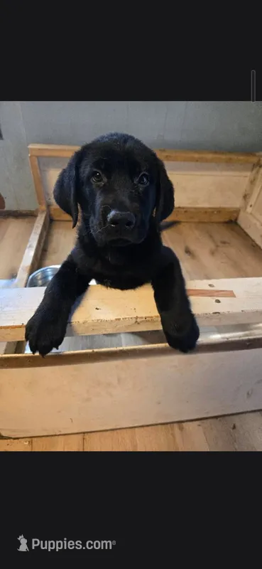 Po – German Shepherd Dog, Golden Retriever puppy for sale in Tracy, MN