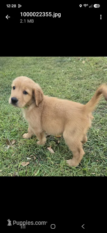 Gizmo – Golden Retriever puppy for sale in Tracy, MN