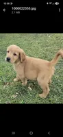 Gizmo, a male Golden Retriever for sale in Tracy, MN – 1 of 1